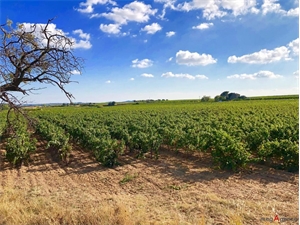 terrain agricole à la vente -   34320  NEFFIES, surface 50155 m2 vente terrain agricole - UBI442100003